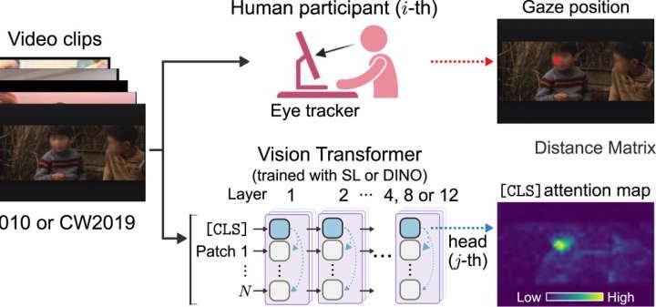 Self-trained vision transformers mimic human gaze with surprising precision