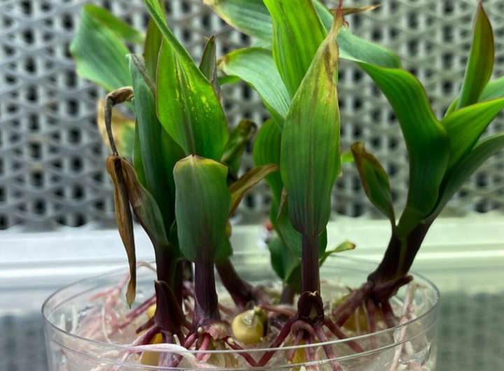 More accessible method for maize bioengineering could open doors for crop innovation