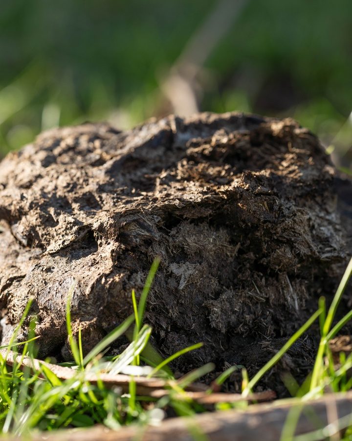 Cow manure transformed by researchers into manufacturing-grade cellulose