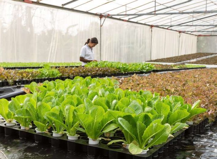 Why burning waste to power a giant greenhouse really could be a greener way of growing food