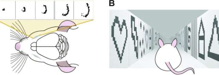 How artificial intelligence can learn from mice