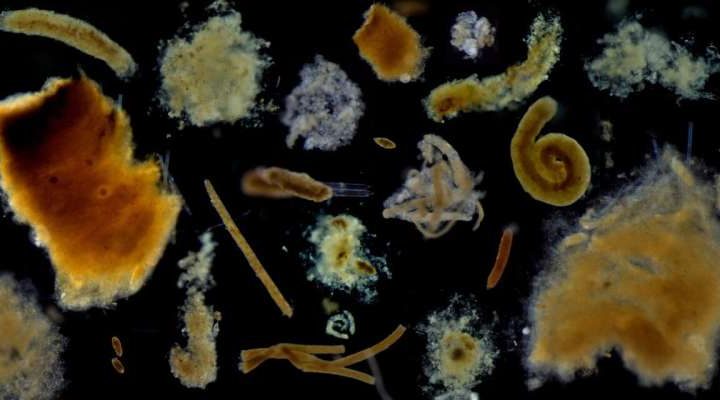 Marine snow provides new clues about the export of carbon to the deep sea