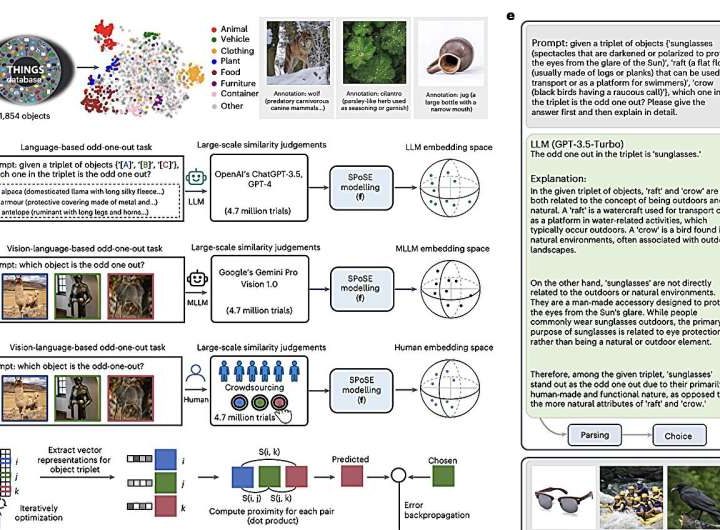 Multimodal LLMs and the human brain create object representations in similar ways, study finds