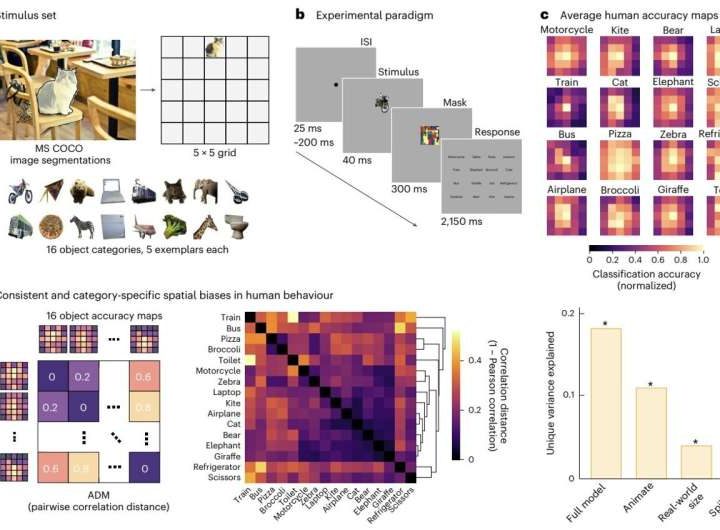 All-topographic neural networks more closely mimic the human visual system
