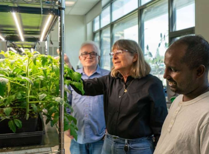 First genetic ‘toggle switch’ for plants paves the way for smarter farming