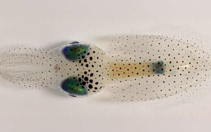 Squid study sparks interdisciplinary insight into the physics of growth