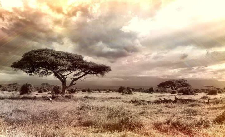 New research maps optimal locations for climate-fighting reforestation