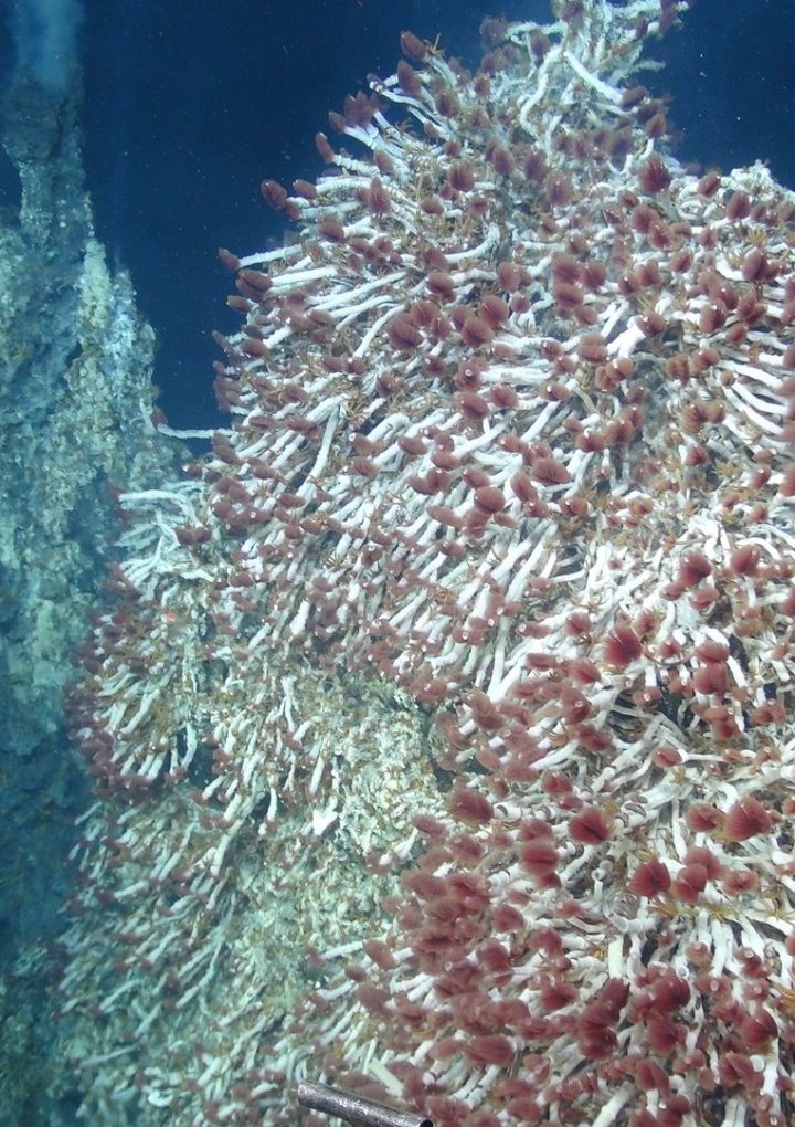 Deep Sea Volcanic Vents Could Provide Clues About Alien Life