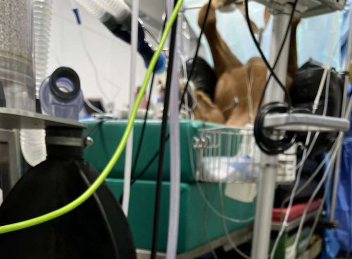 Capturing anesthetic gases could prevent global warming, new study shows