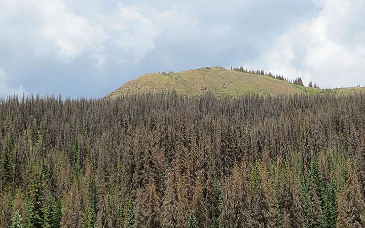 Carbon ‘offsets’ aren’t working: Researchers offer a ‘roadmap’ to improve nature-based climate solutions