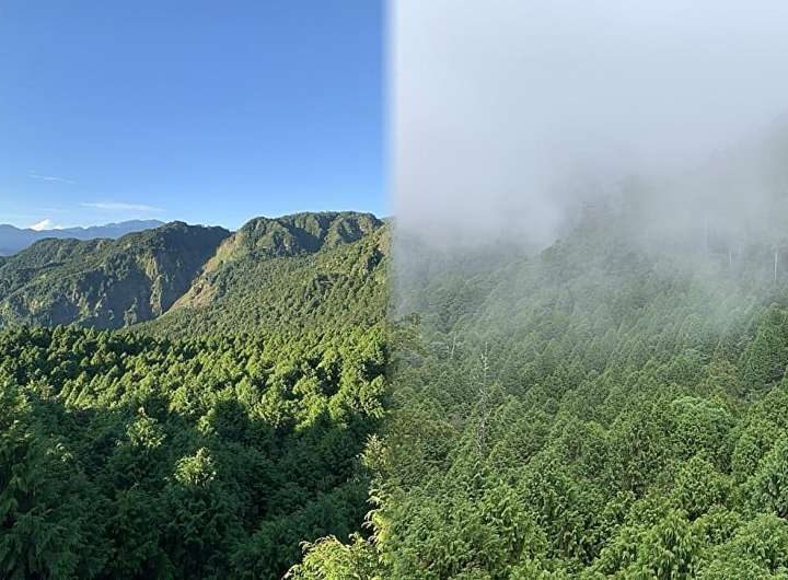 Daily mismatch between temperature and humidity helps shield cloud forests from dryness