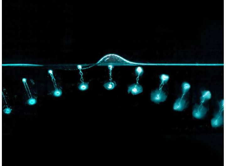 How do water rings ‘bounce?’ New discovery answers decades-old question