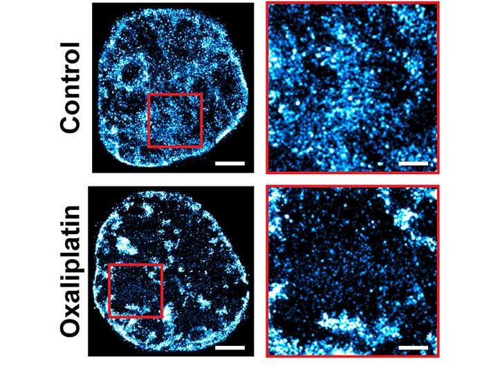 New drug strategy blocks cancer cells’ adaptation, doubling chemotherapy effectiveness