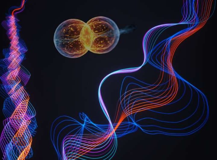 Researchers uncover a topological excitonic insulator with a tunable momentum order