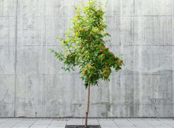 Two ways cities can beat the heat: Which is best, urban trees or cool roofs?