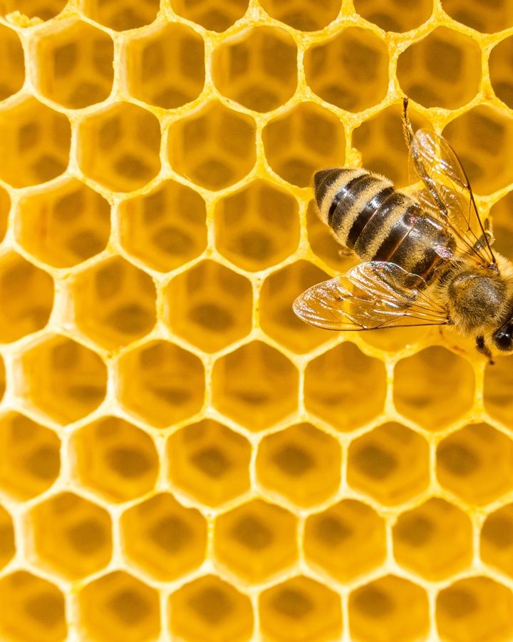 Beeswax put to the test as sustainable fuel for rocket engines