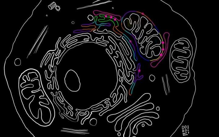 Newly discovered cellular trigger could lead to possible therapies for Parkinson’s disease