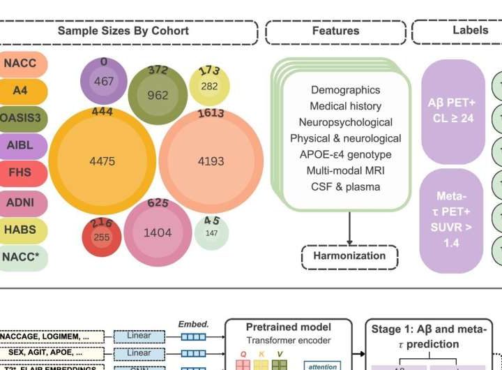 Cost-effective AI tool can predict markers of Alzheimer’s disease