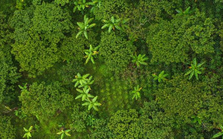 Carbon markets undervalue shade-grown coffee farms, global analysis shows