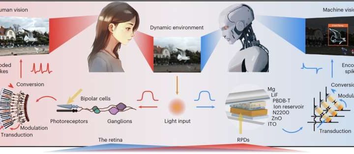 New retina-inspired photodiodes could advance machine vision