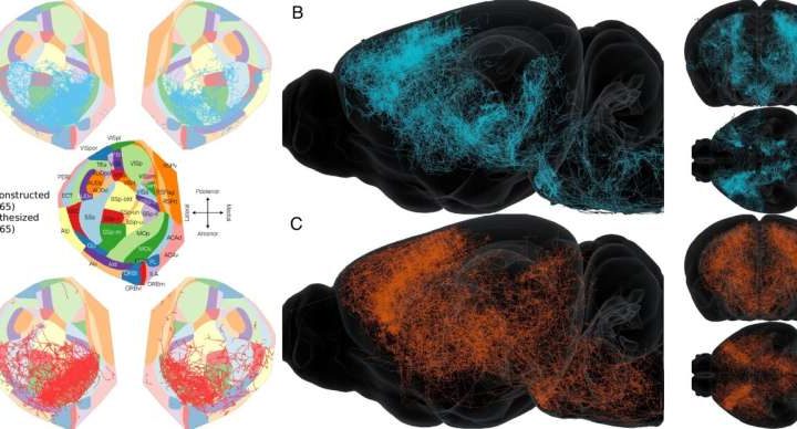 Scientists create realistic brain-wide connection maps through digital modeling