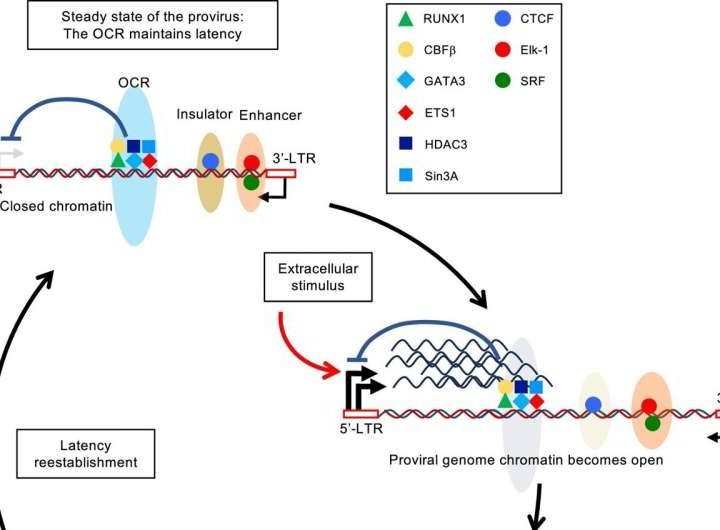 How leukemia virus stays hidden in the body—and a key to future treatments
