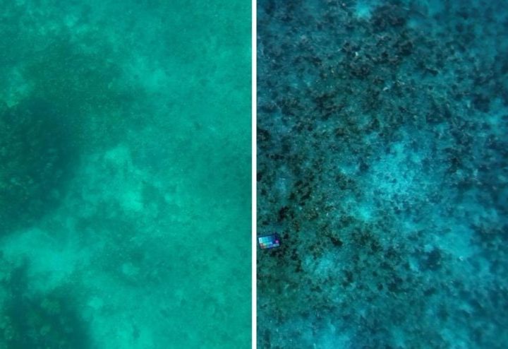 New MIT Tech Sees Underwater As if the Water Weren’t There