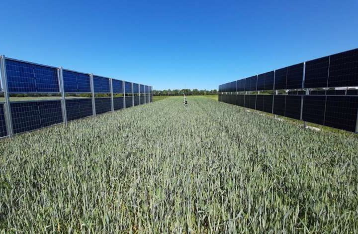 Double harvest: Vertical solar panels and crops thrive side by side