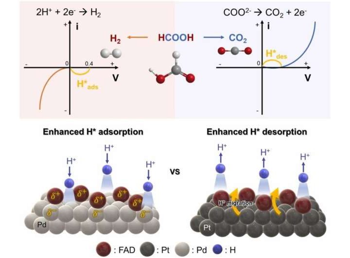 FAD-driven electrochemical system promises safer, cheaper green hydrogen storage