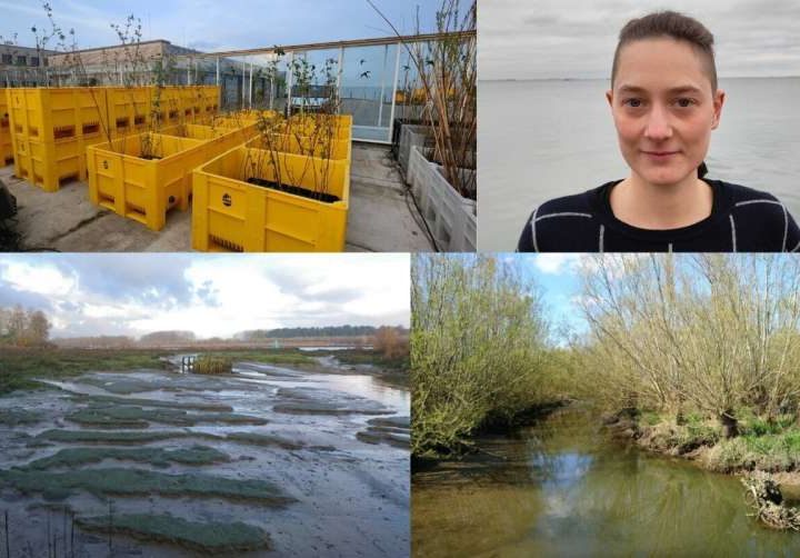 How salt-tolerant floodplain forests help protect against rising salinity and floods