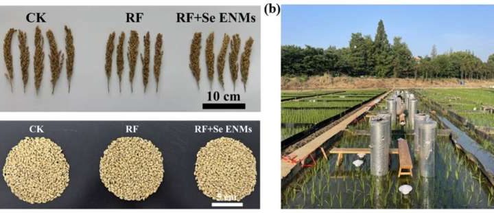 Scientists show how to grow more nutritious rice that uses less fertilizer