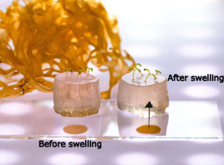 Super-absorbent hydrogel for soilless farming enables plants to thrive in drought conditions