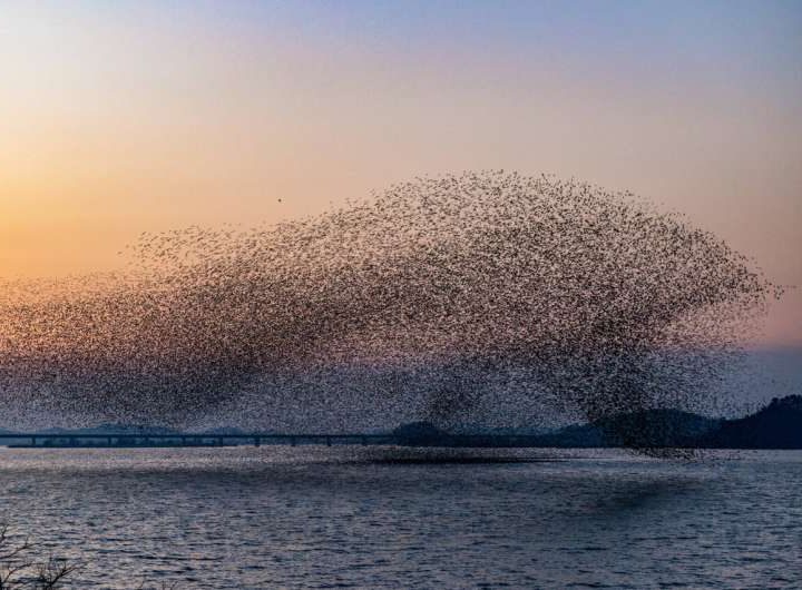 Physics-informed AI learns local rules behind flocking and collective motion behaviors