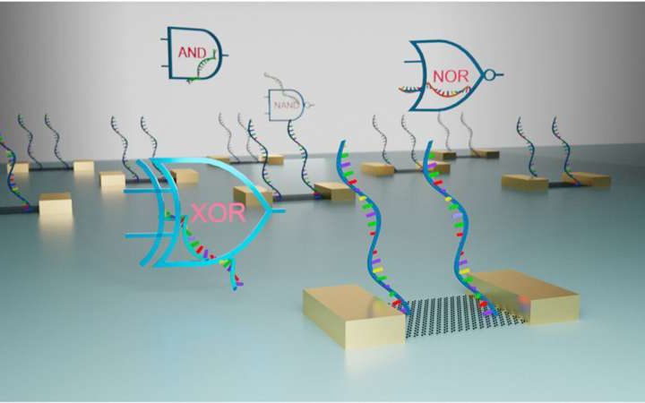 Biomolecular computing shows potential for next-generation integrated circuits