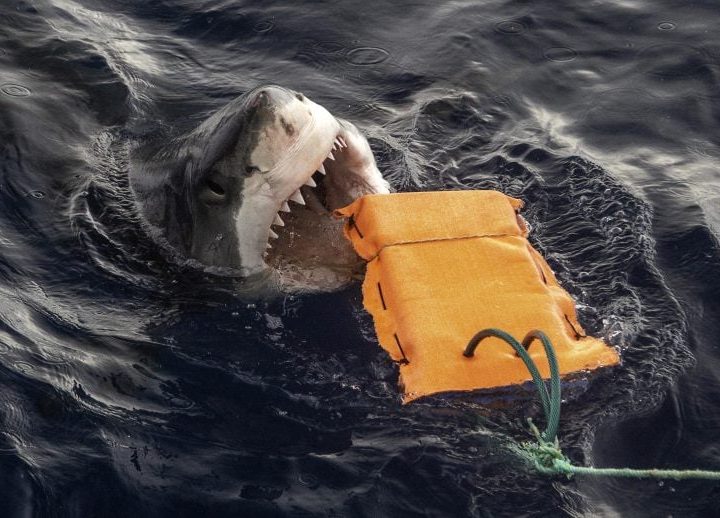 Shark-Proof Wetsuits Tested Against Great Whites. The Results Could Save Lives