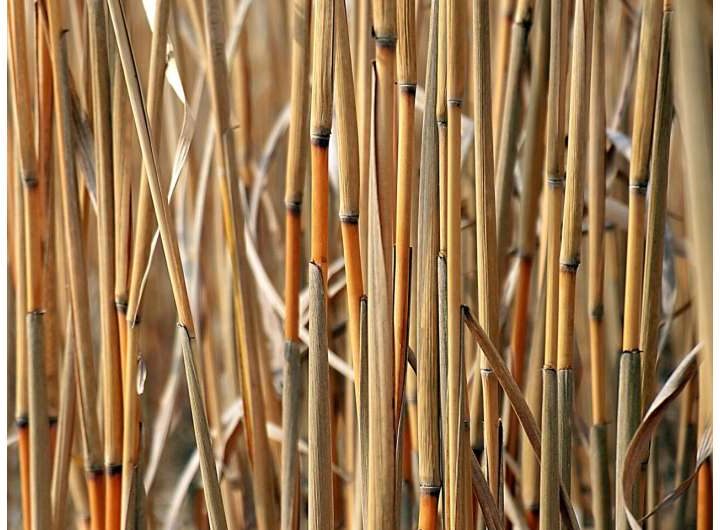 High-biomass sorghum hybrids show yield and feedstock gains with nitrogen management