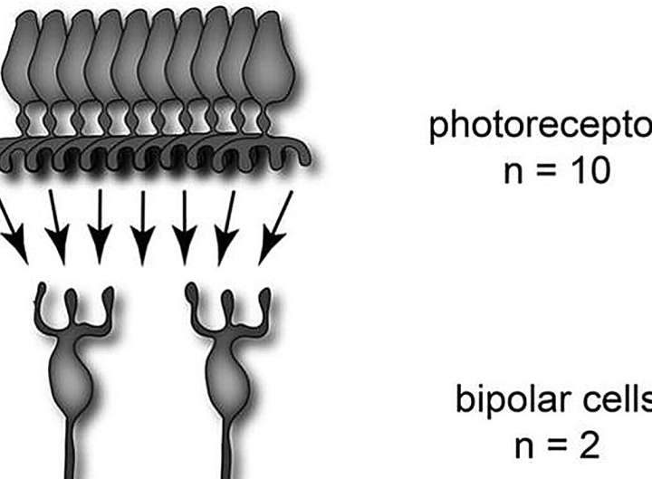 Brain-inspired AI could cut energy use and boost performance