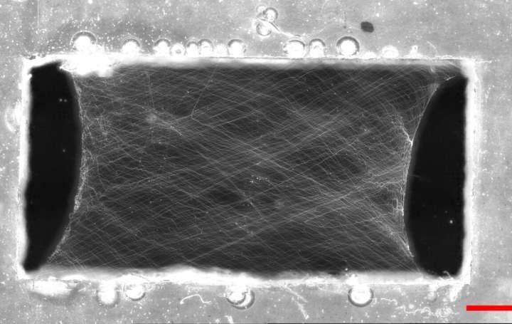 Designing random nanofiber networks, optimized for strength and toughness