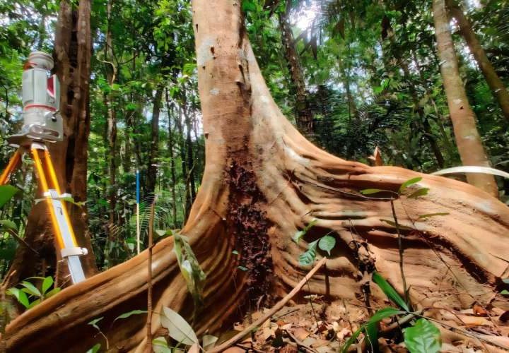 Digital twin for forests developed with help of new laser scan technology