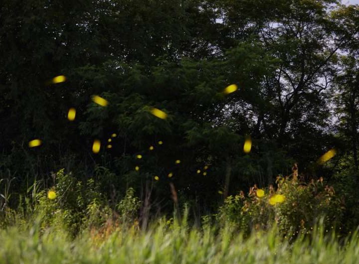 Firefly-inspired algorithm tackles resource allocation problem