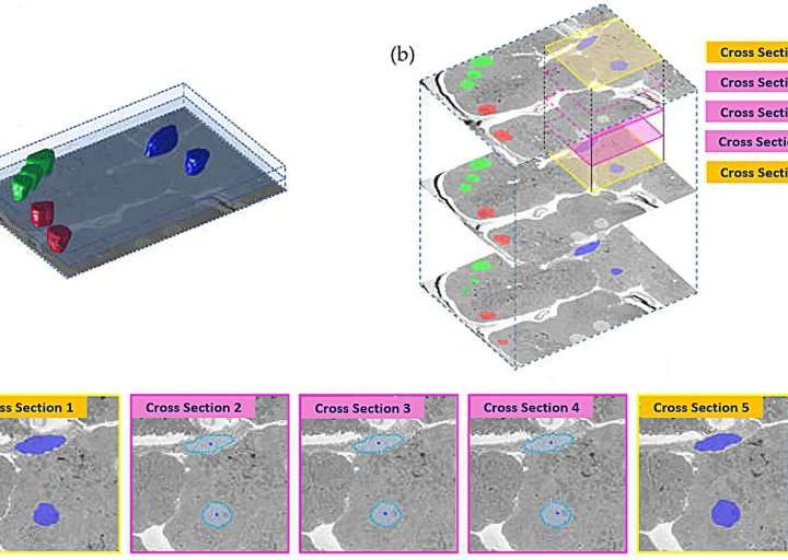 From cells to semiconductors: AI reconstructs microscopic 3D worlds from electron microscopy