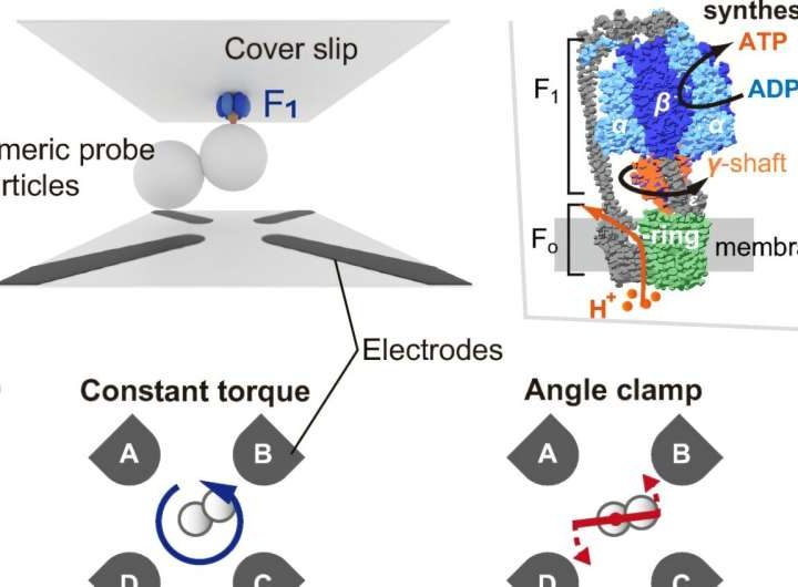 How biological motors achieve maximum efficiency