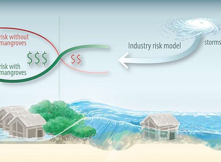 Study highlights the benefits of mangroves for reducing property damage during hurricanes