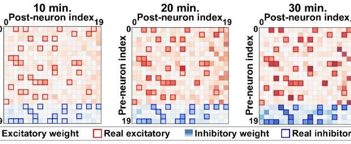 A brain-like chip interprets neural network connectivity in real time