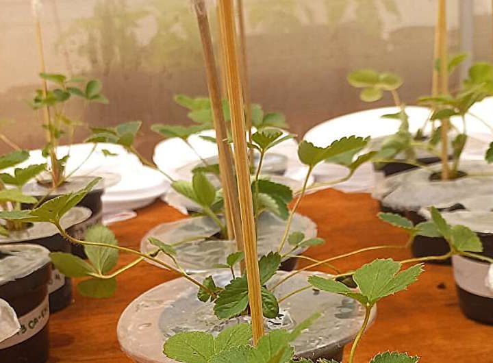 Biodegradable mulching film can protect plants without pesticides or plastics