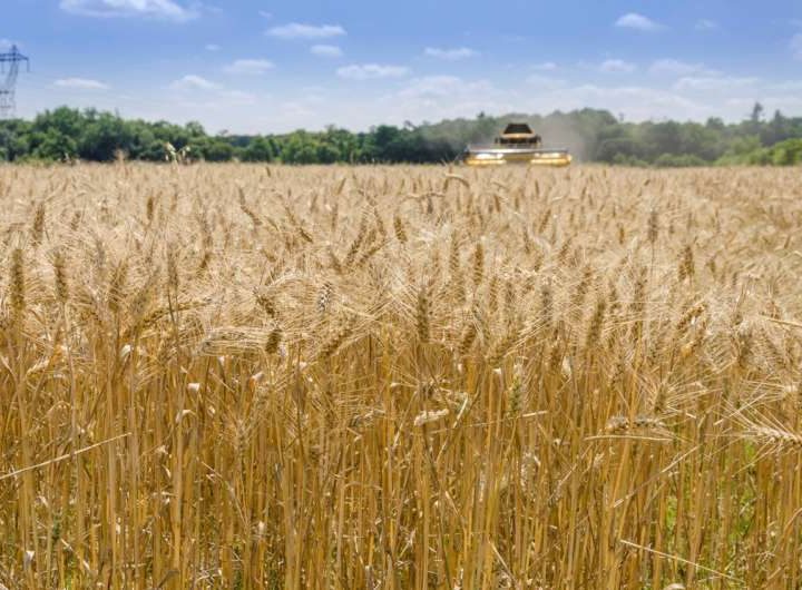 Crop rotation delivers higher yields, better nutrition, and increased farm revenues across six continents, study shows