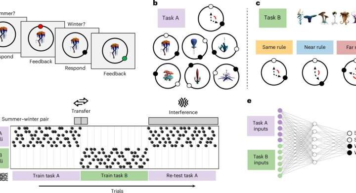 Humans and artificial neural networks exhibit some similar patterns during learning