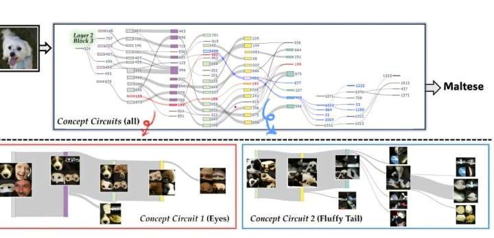 Visualizing the internal structure behind AI decision-making