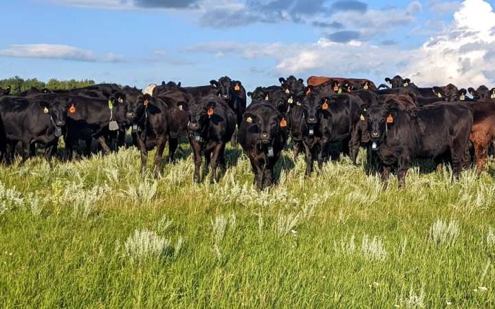 No fences: Research shows high-tech collars keep cattle from straying