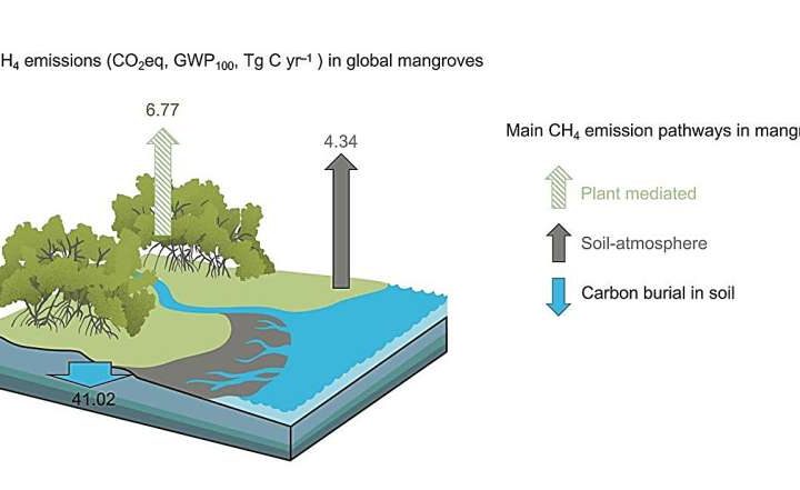 Offsetting blue carbon benefits: Mangrove tree stems identified as previously underestimated methane source